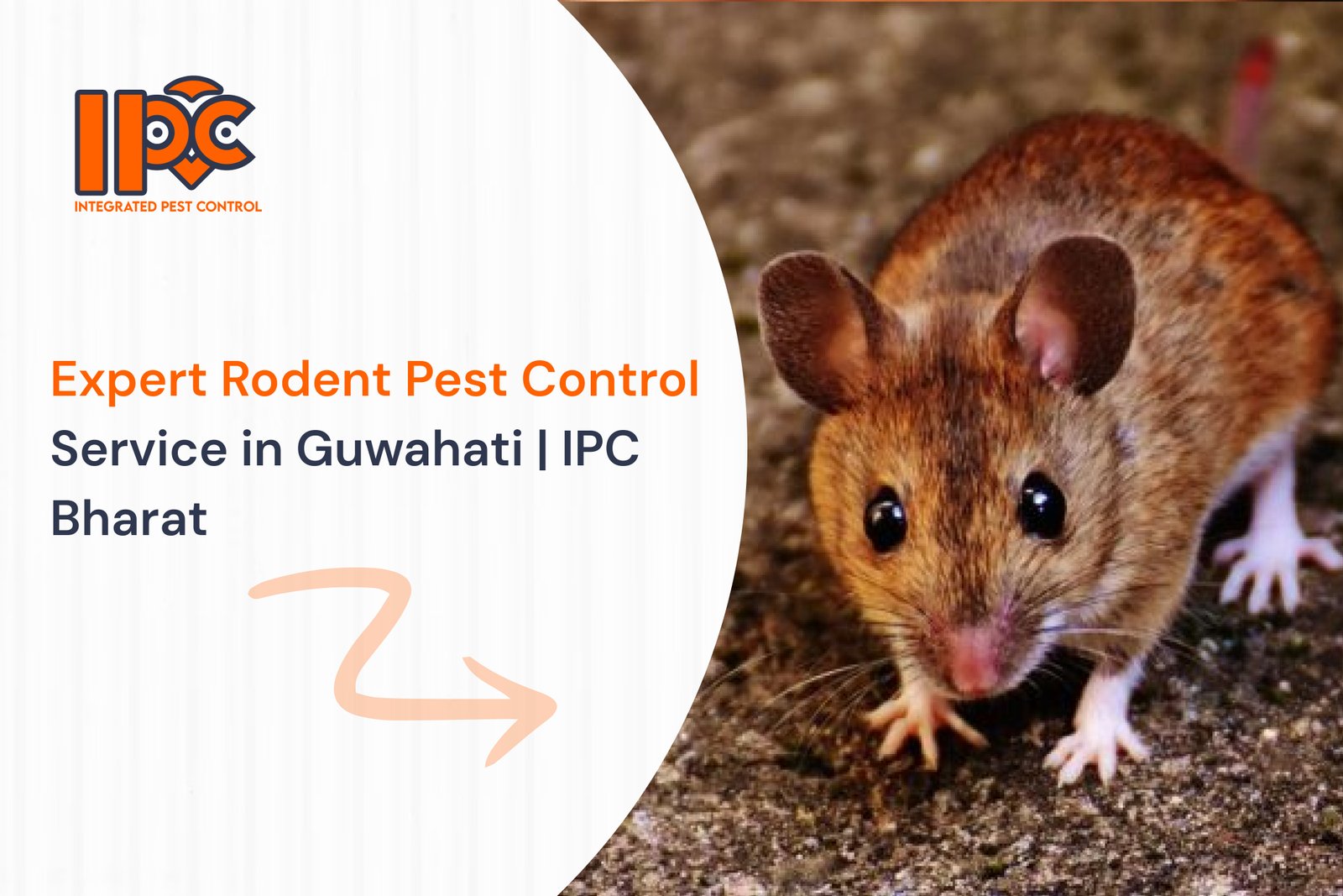 Expert Rodent Pest Control Service in Guwahati | IPC Bharat
